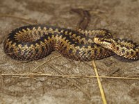 Vipera berus, Adder