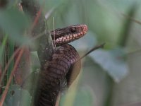 Vipera berus 11, Adder, Saxifraga-Edo van Uchelen