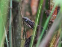 Vipera berus 12, Adder, Saxifraga-Edo van Uchelen