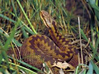 Vipera berus 13, Adder, Saxifraga-Kees Marijnissen