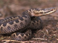 Vipera berus 15, Adder, Saxifraga-Edo van Uchelen