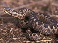 Vipera berus 16, Adder, Saxifraga-Edo van Uchelen