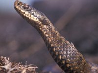 Vipera berus 17, Adder, female, Saxifraga-Edo van Uchelen