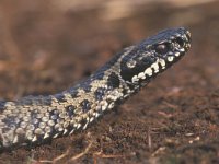 Vipera berus 18, Adder, Saxifraga-Edo van Uchelen