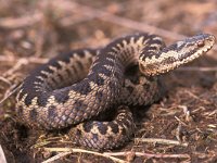 Vipera berus 19, Adder, female, Saxifraga-Edo van Uchelen