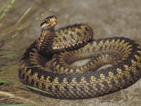 Vipera berus 2, Adder, Saxifraga-Kees Marijnissen