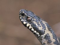 Vipera berus 20, Adder, male, Saxifraga-Edo van Uchelen