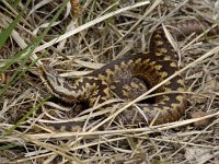 Adder  V  #01 : Vipera berus, Adder, Adder