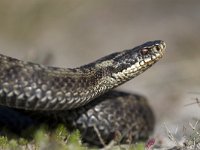 Vipera berus 23, Adder, Saxifraga-Mark Zekhuis