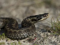 Vipera berus 24, Adder, Saxifraga-Mark Zekhuis