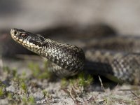 Vipera berus 25, Adder, Saxifraga-Mark Zekhuis