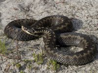 Vipera berus 26, Adder, Saxifraga-Mark Zekhuis