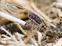 Vipera berus 27, Adder, Saxifraga-Mark Zekhuis