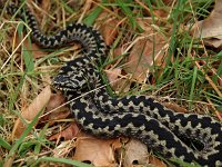 Vipera berus 28, Adder, Saxifraga-Hans Dekker