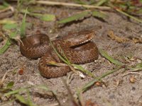 Vipera berus 29, Adder, Saxifraga-Kees Marijnissen