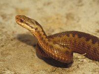 Vipera berus 3, Adder, Saxifraga-Kees Marijnissen