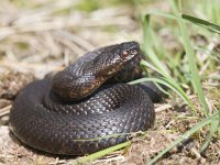 Vipera berus 30, Adder, Saxifraga-Mark Zekhuis