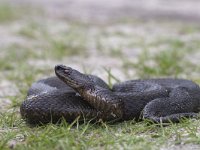 Vipera berus 31, Adder, Saxifraga-Mark Zekhuis