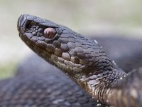 Vipera berus 32, Adder, Saxifraga-Mark Zekhuis