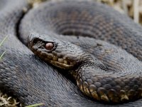 Vipera berus 33, Adder, Saxifraga-Mark Zekhuis