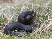 Vipera berus 34, Adder, Saxifraga-Mark Zekhuis