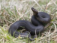 Vipera berus 35, Adder, Saxifraga-Mark Zekhuis