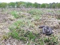 Vipera berus 36, Adder, Saxifraga-Mark Zekhuis