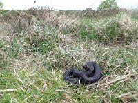 Vipera berus 37, Adder, Saxifraga-Mark Zekhuis