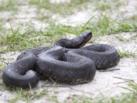 Vipera berus 38, Adder, Saxifraga-Mark Zekhuis