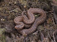 Vipera berus 39, Adder, Saxifraga-Rudmer Zwerver