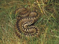 Vipera berus 4, Adder, Saxifraga-Kees Marijnissen