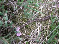 Vipera berus 40, Adder, Saxifraga-Rudmer Zwerver