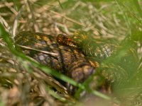 Viper staring in the camera  Viper is ready for attack : adder, animal, assault, attack, berus, black, british, coldblooded, constrictor, crawling, creature, danger, dangerous, descending, down, english, grass, green, hunting, leaves, nature, organism, pattern, pet, poisionous, poison, poisonous, red, remote, reptile, reptilian, scale, serpent, serpentine, sliding, slither, slithering, snake, snakeskin, staring, suspended, toxic, viper, vipera, white, wildlife, yellow, young