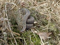 Vipera berus 42, Adder, Saxifraga-Mark Zekhuis