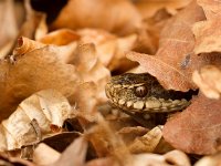 Vipera berus 43, Adder, Saxifraga-Jan Nijendijk