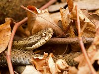 Adder  Adder in het Dwingerlerveld-Drente : Vipera berus