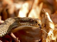 Adder  Adder in het Dwingerlerveld-Drente : Vipera berus