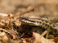 Adder  Adder in het Dwingerlerveld-Drente : Vipera berus