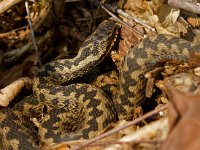 Adder  Adder in het Dwingerlerveld-Drente : Vipera berus