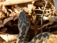 Adder  Adder in het Dwingerlerveld-Drente : Vipera berus