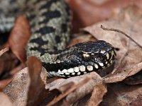 Vipera berus 49, Adder, Saxifraga-Hans Dekker