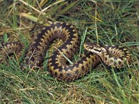 Vipera berus 5, Adder, Saxifraga-Kees Marijnissen