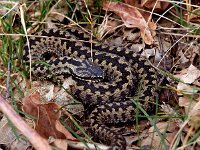 Vipera berus 50, Adder, Saxifraga-Hans Dekker