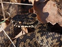 Vipera berus 51, Adder, Saxifraga-Hans Dekker