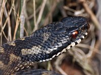 Vipera berus 52, Adder, Saxifraga-Hans Dekker