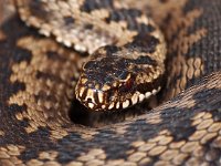 Vipera berus 53, Adder, Saxifraga-Hans Dekker