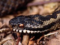 Vipera berus 54, Adder, Saxifraga-Hans Dekker