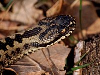 Vipera berus 55, Adder, Saxifraga-Hans Dekker