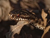 Vipera berus 56, Adder, Saxifraga-Hans Dekker