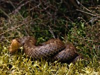 Vipera berus 57, Adder, Saxifraga-Hans Dekker